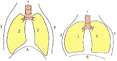 figura2.gif (3581 bytes)